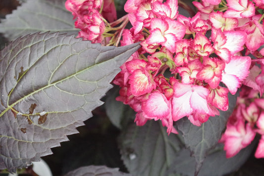 Hydrangea macrophylla 'Eclipse'