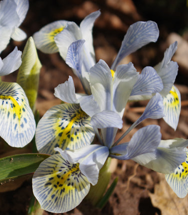 You Can Never Have Too Many Spring Bulbs!
