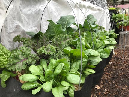 Planting your April Food Garden