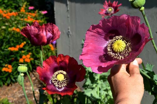 Breadseed poppy