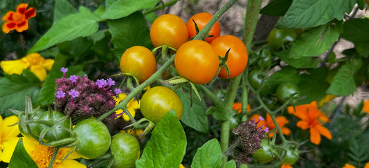 Why Should You Grow a Food Garden?