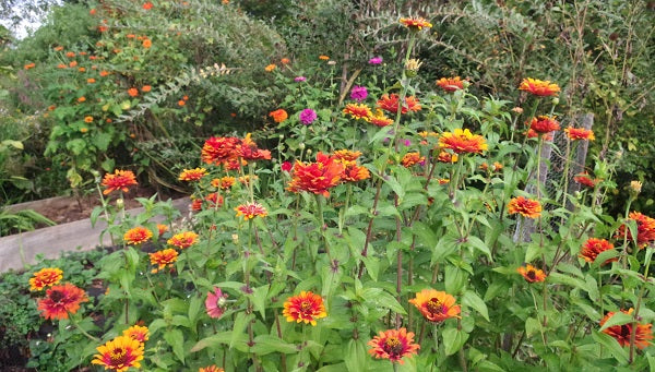 Sowing Seeds Outdoors in Spring and Summer