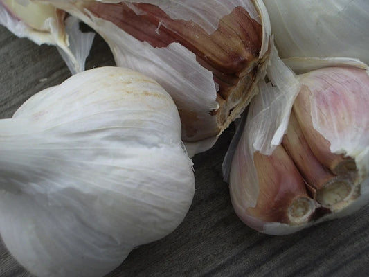 Georgian Fire Garlic - Organic