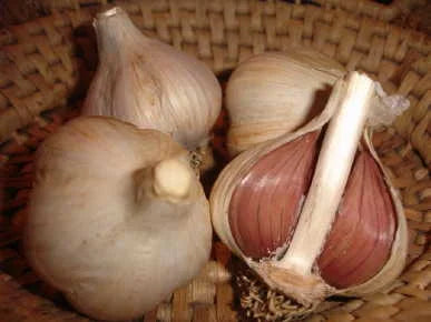 German Extra Hardy Garlic - Organic