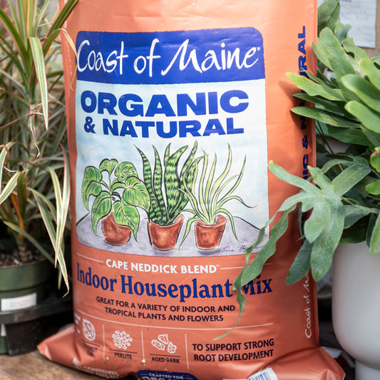 Coast of Maine Cape Neddick Houseplant Mix