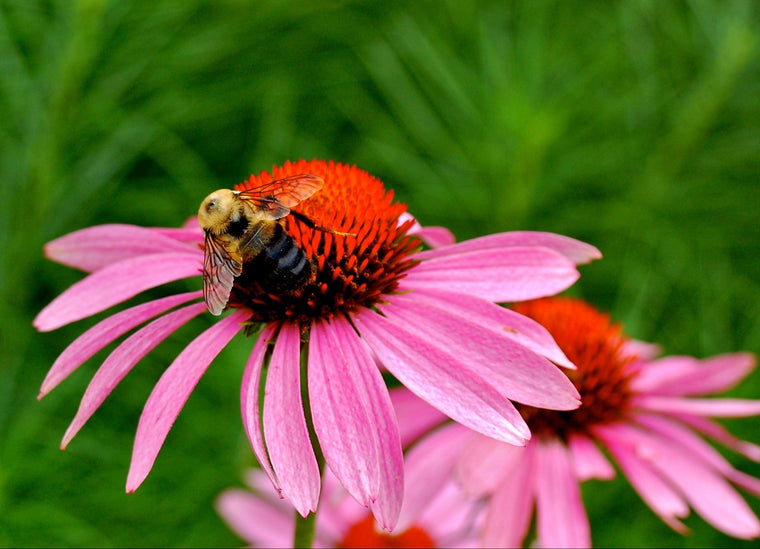 pink echinacea with a bee on the flower