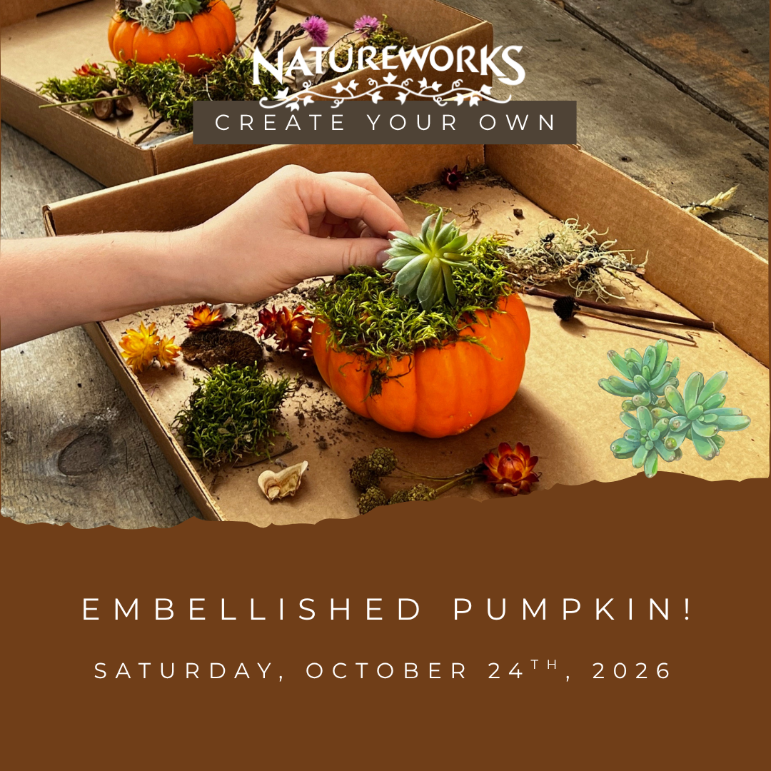 Workshop Succulent Pumpkins