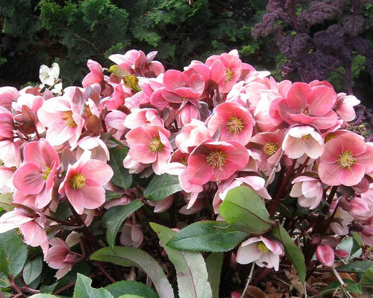 Helleborus x ballardiae Pink Frost LG