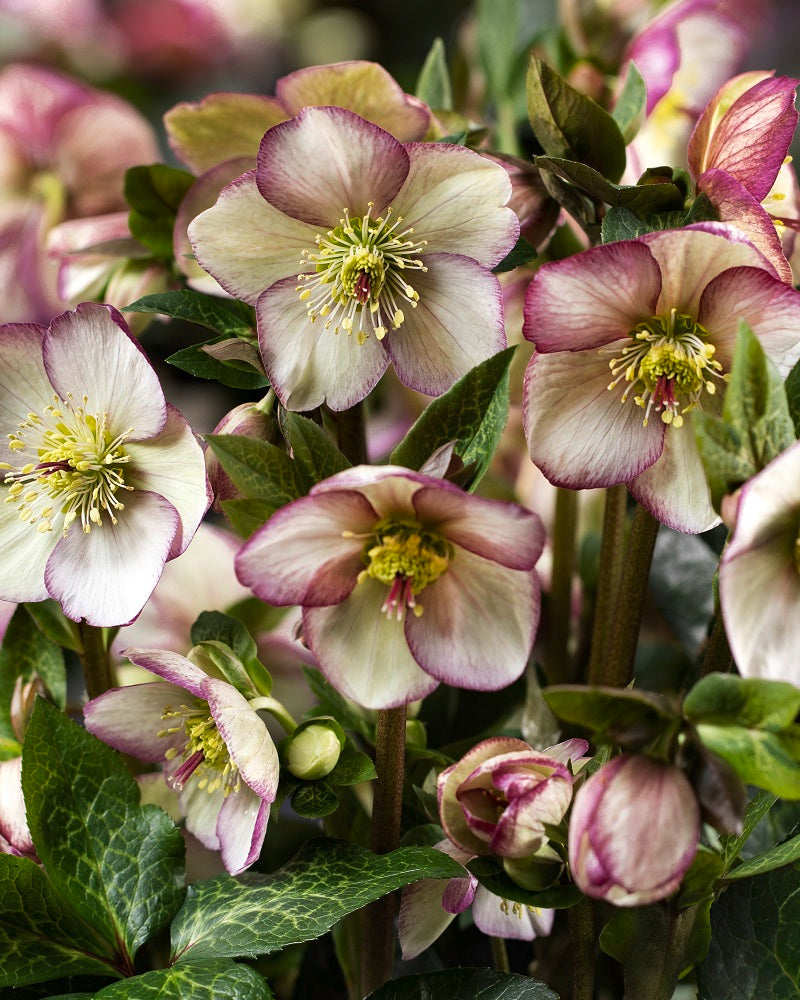 Helleborus Ice N Roses Maddy Marble LG