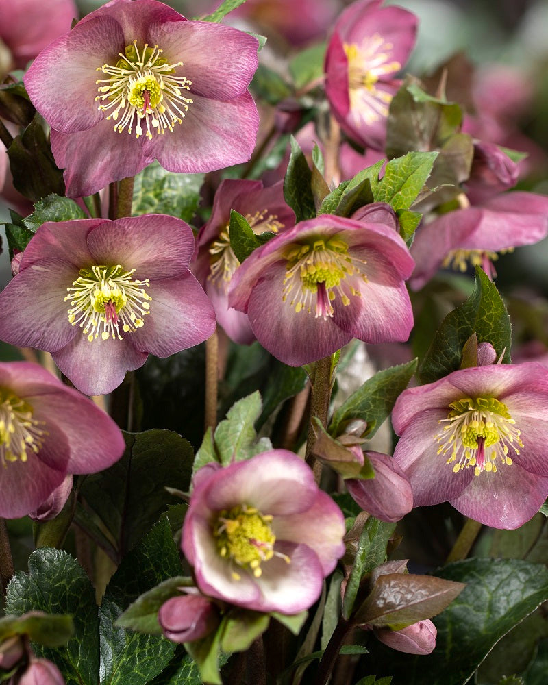 Helleborus Ice N Roses Mindy Marble LG