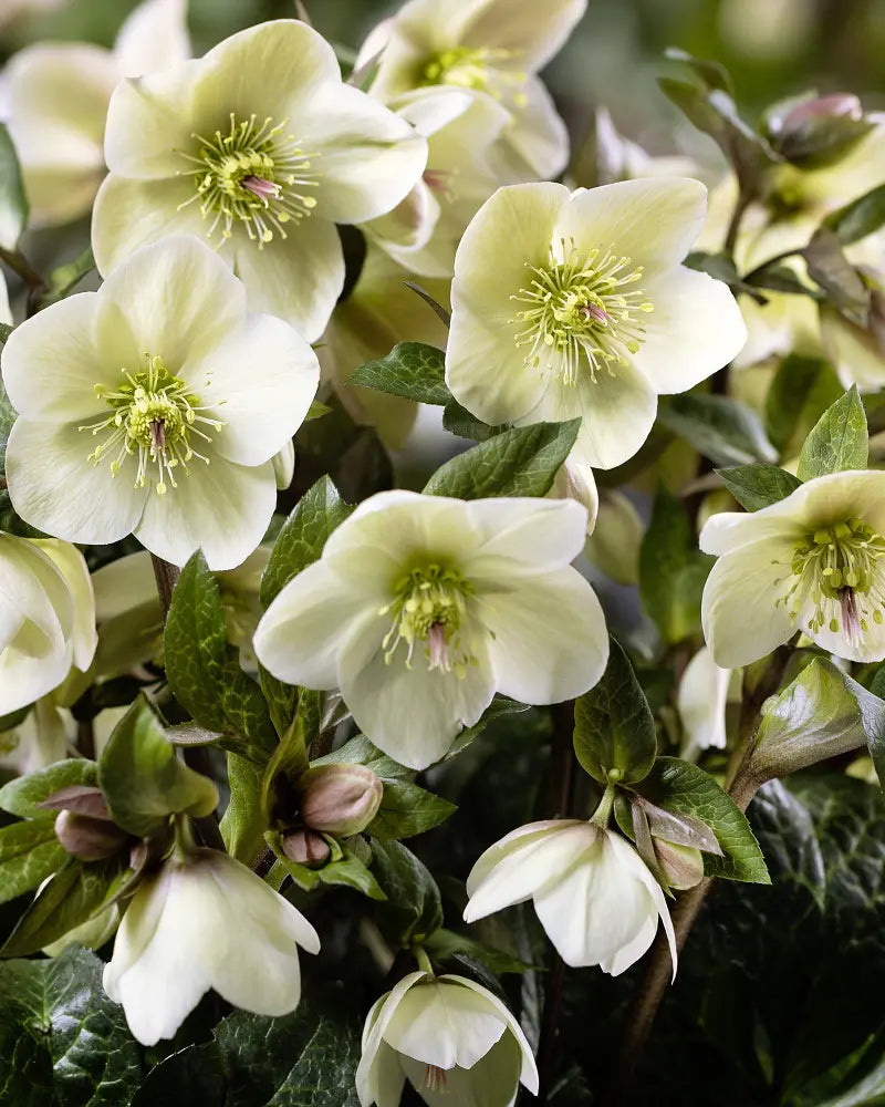 Helleborus Ice N Roses Milla Marble LG