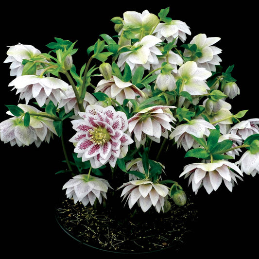 Helleborus Winter Jewels Painted Doubles SM