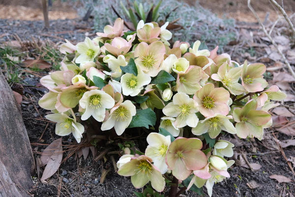 Helleborus Champion LG