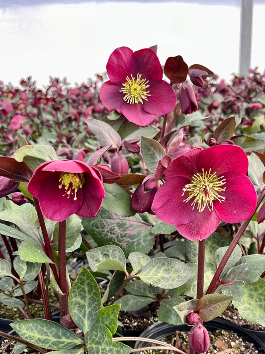 Helleborus Frost Kiss Anna's Red LG