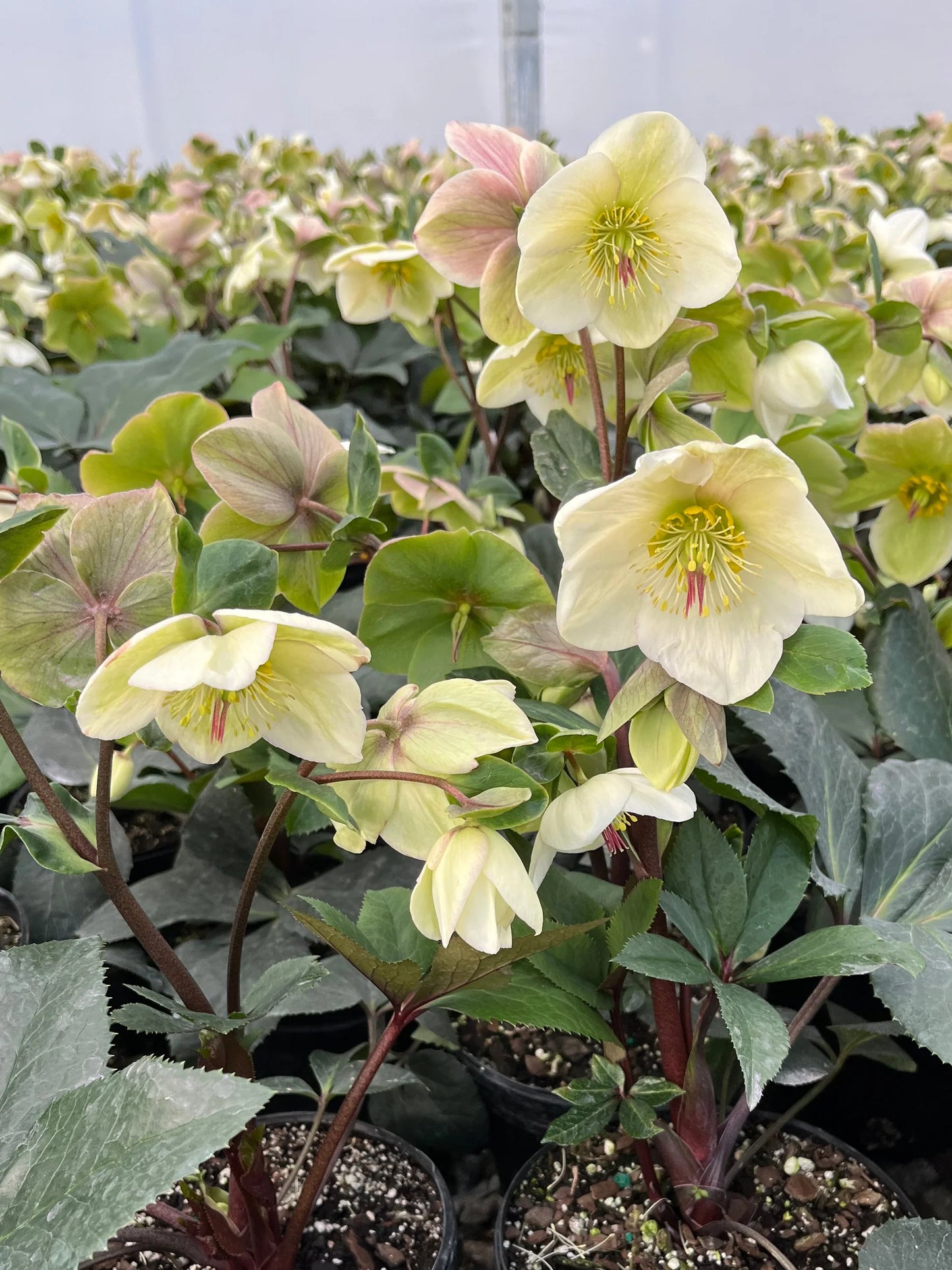 Helleborus Ice N Roses White LG