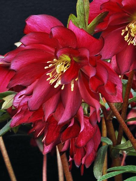 Helleborus Winter Jewels Red Sapphire SM