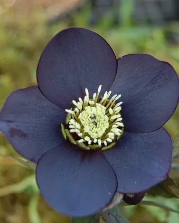 Helleborus Winter Jewels Blue Diamond SM