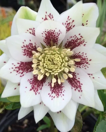 Helleborus Winter Jewels Double Painted SM