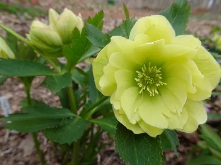 Helleborus Winter Jewels Golden Lotus SM