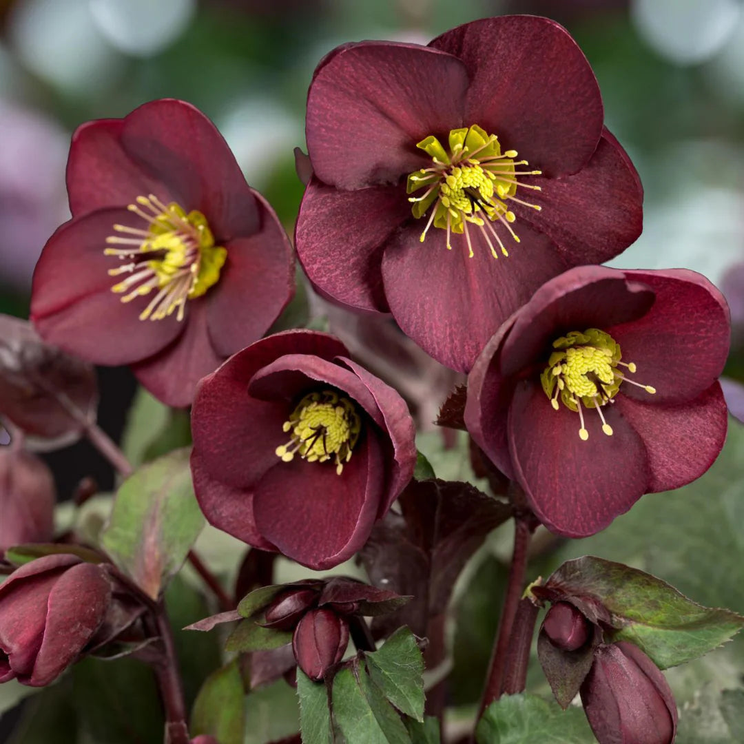 Helleborus Ice N Roses Merlot LG