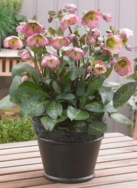 Helleborus Frost Kiss Dorothy's Dawn LG