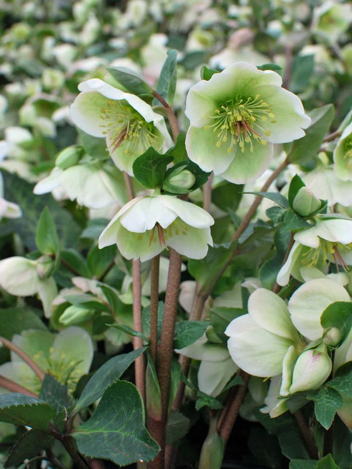 Helleborus Frost Kiss Molly's White LG