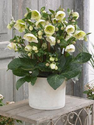 Helleborus Frost Kiss Moondance LG