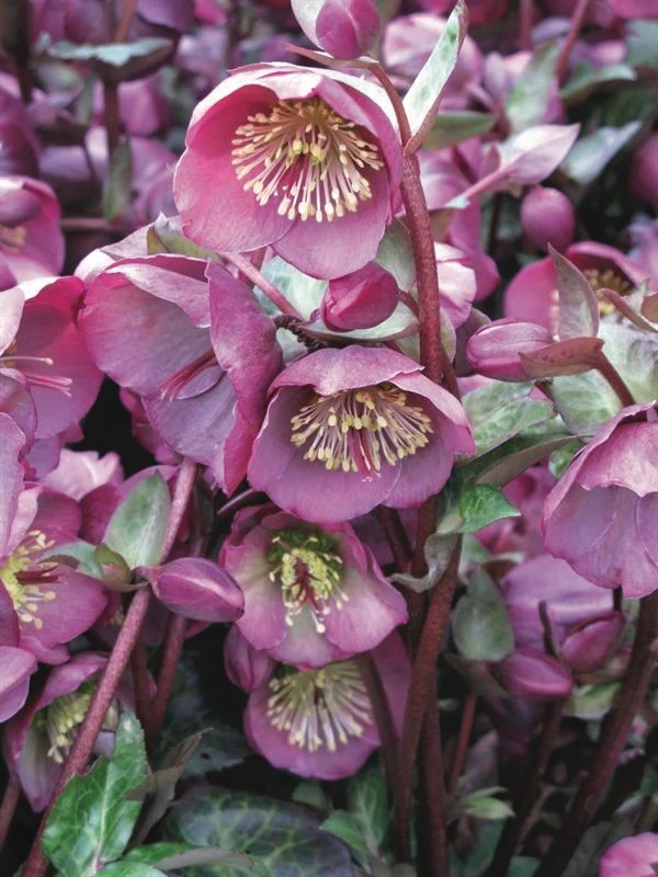 Helleborus Frost Kiss Penny's Pink LG