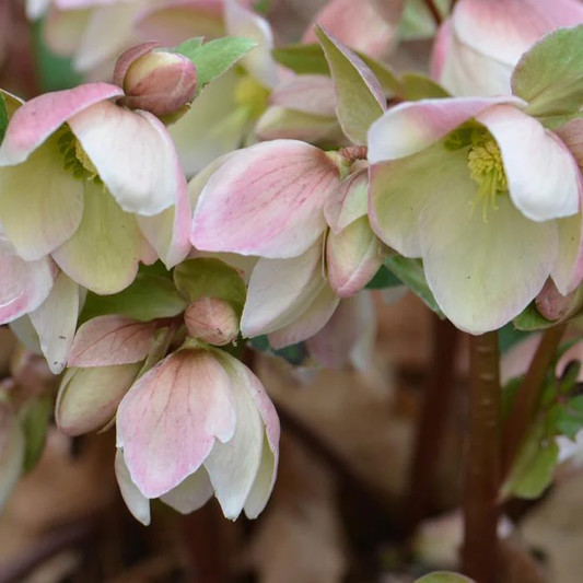 Helleborus Ivory Prince SM