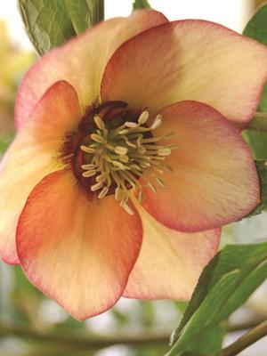 Helleborus Winter Jewels Apricot Blush SM