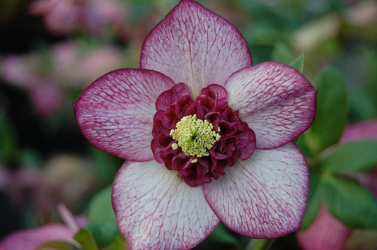 Helleborus Winter Jewels Cherry Blossom SM