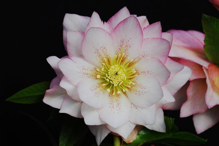 Helleborus Winter Jewels Cotton Candy SM