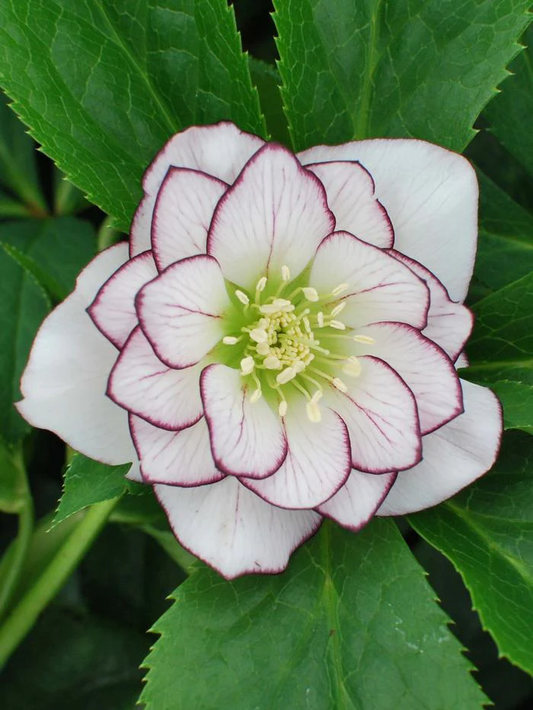 Helleborus Winter Jewels Fire and Ice SM