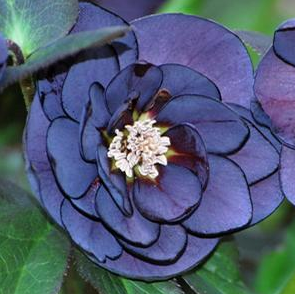 Helleborus Winter Jewels Onyx Odyssey SM