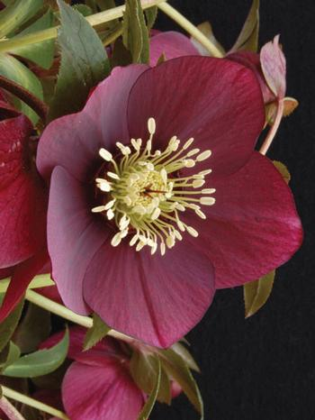 Helleborus Winter Jewels Ruby Wine SM