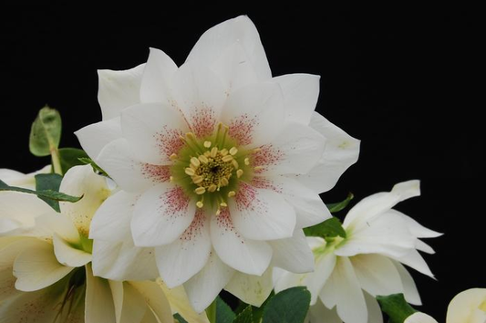 Helleborus Winter Jewels Sparkling Diamond SM