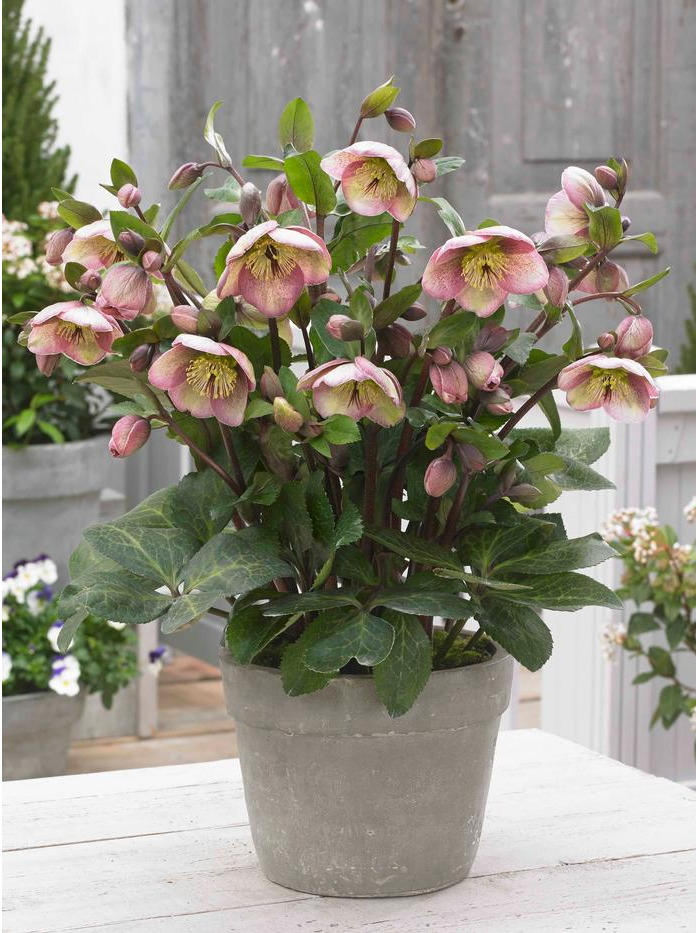 Helleborus Frost Kiss Bayli's Blush LG