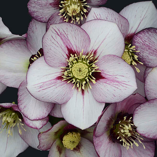 Helleborus Honeymoon French Kiss LG