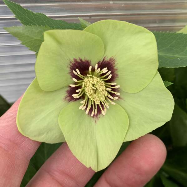 Helleborus Honeymoon Irish Luck LG