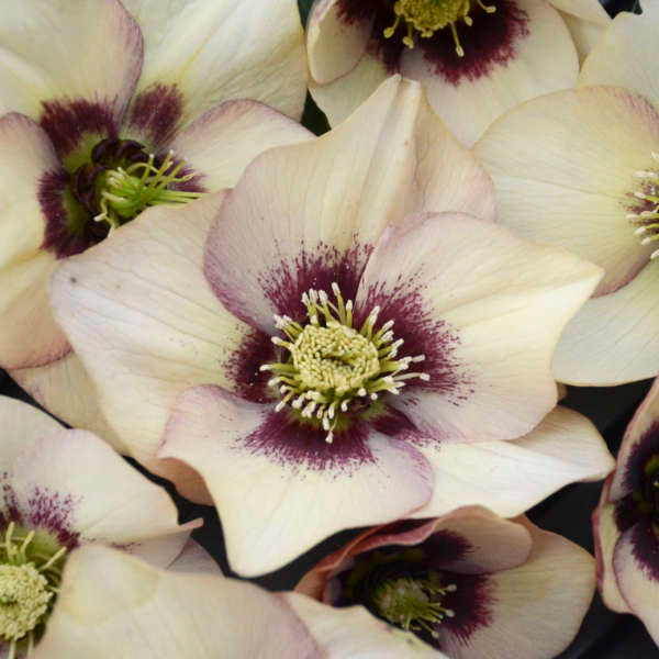 Helleborus Honeymoon Sandy Shores LG