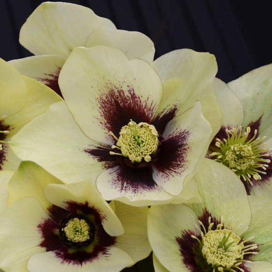 Helleborus Honeymoon Spanish Flare LG