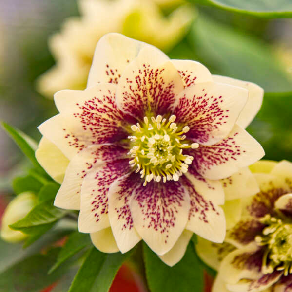Helleborus Wedding Party Father of the Bride LG