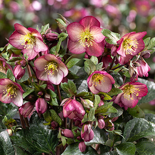 Helleborus Ice N Roses Mary Marble LG