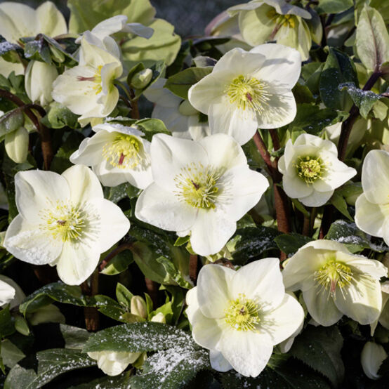 Helleborus Ice N Roses White LG