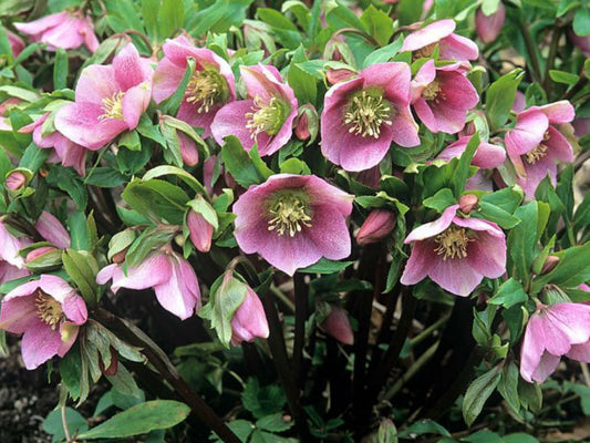 Helleborus orientalis SM