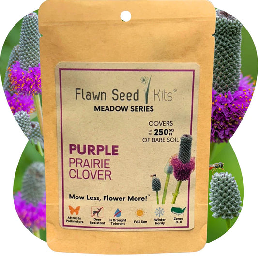 Flowering Lawn Purple Prairie Clover Seed 250sqft