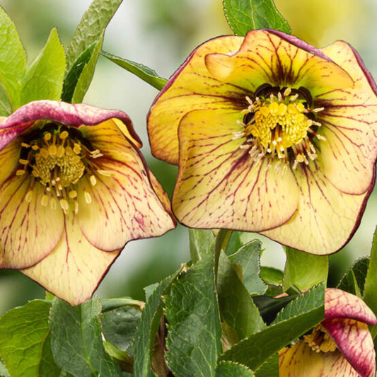 Helleborus Spring Promise Anja LG