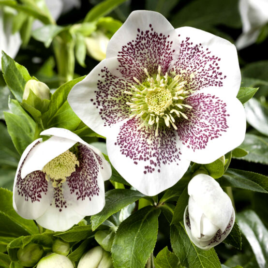 Helleborus Spring Promise Conny LG