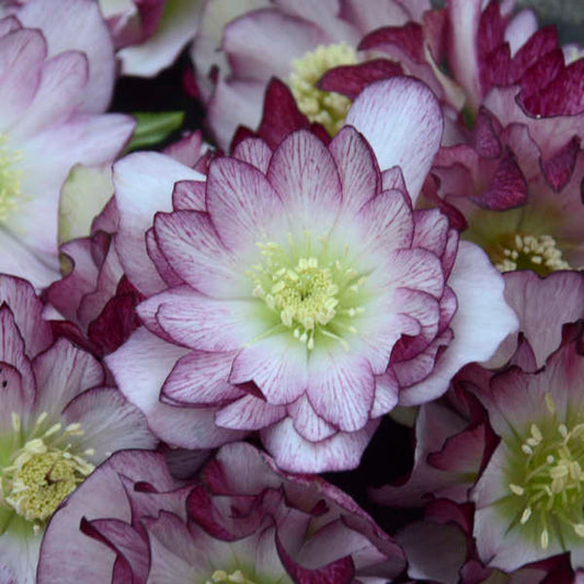 Helleborus Wedding Party Blushing Bridesmaid LG