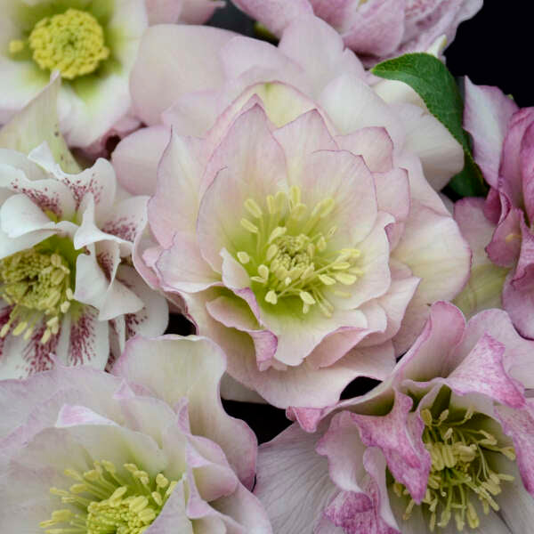 Helleborus Wedding Party Flower Girl LG